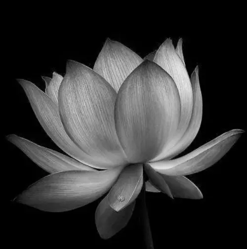 Elegant black-and-white charcoal drawing of a blooming lotus flower with finely shaded petals against a black background, creating a minimalist botanical artwork